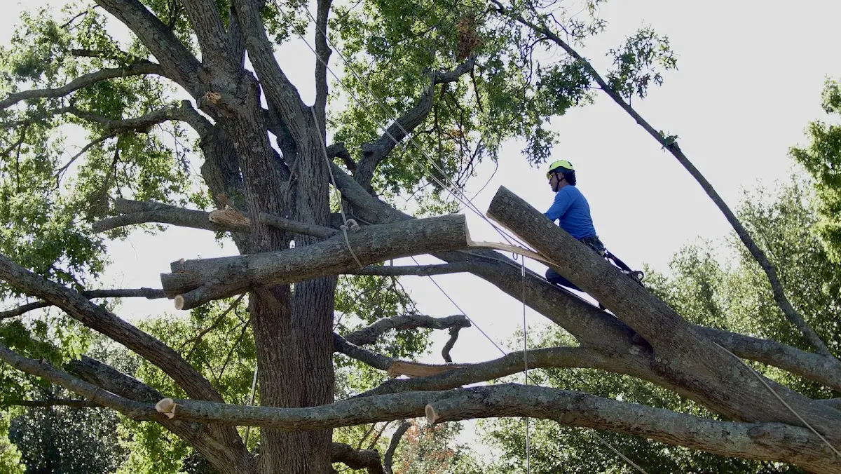 Professional Crown Thinning performed by certified arborists in East Bend