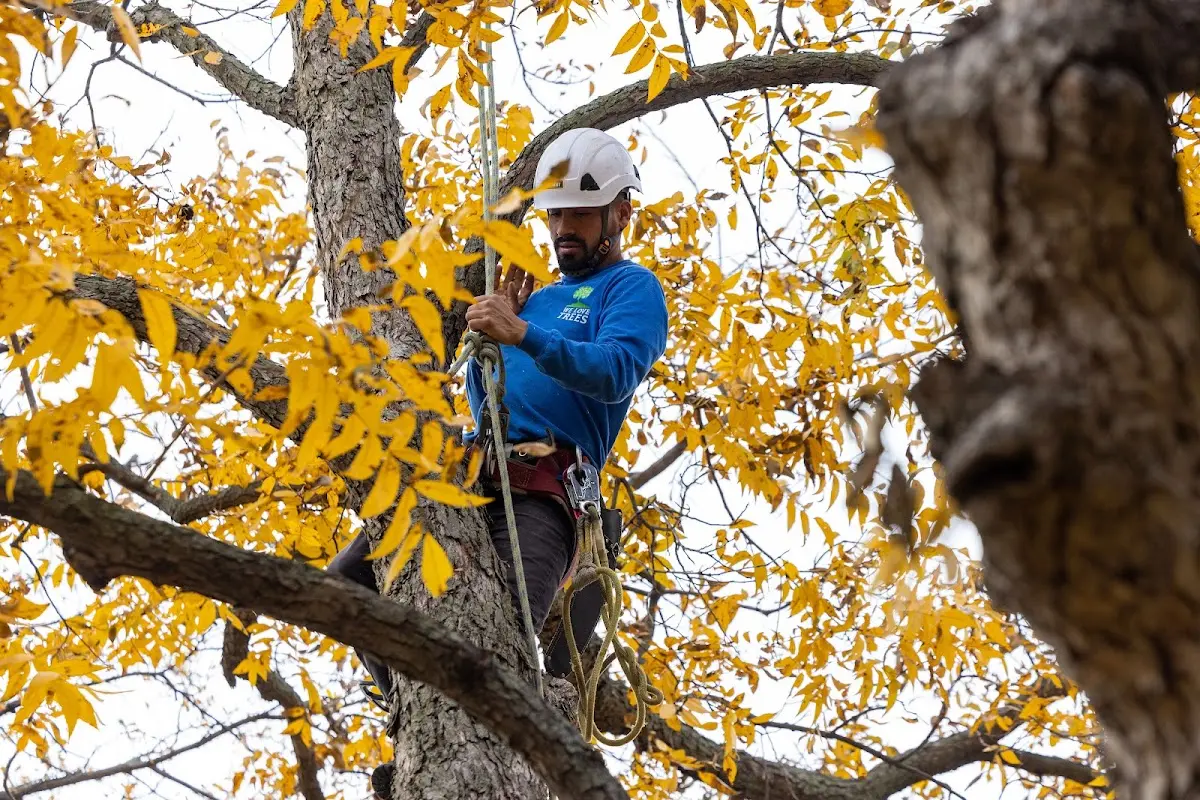 Skilled Storm Damage Cleanup crew working in East Bend